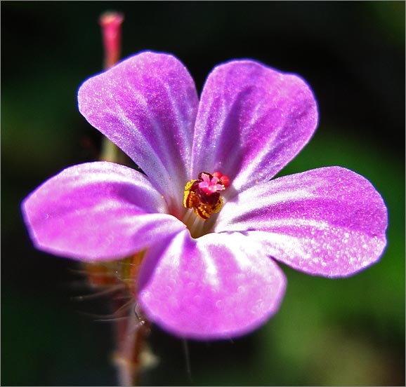 sm 841 Purple Stemmed Geranium.jpg - Purple Stemmed Geranium (Geranium purpureum): A small geranium about 1/3" across originally from Europe.